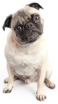 Pug example to demonstrate how to make a Pinterest board