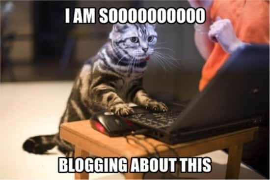 blogging cat