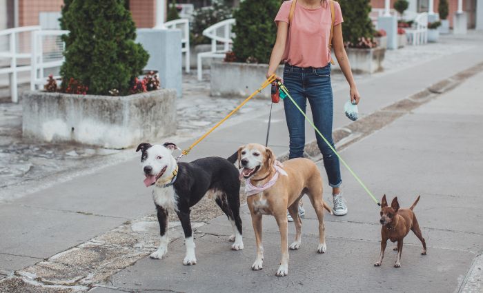 dog walker with 3 dogs