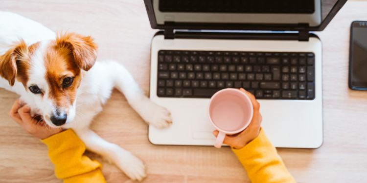 woman typing on computer and petting dog