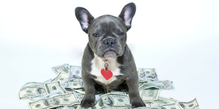 french bulldog with money