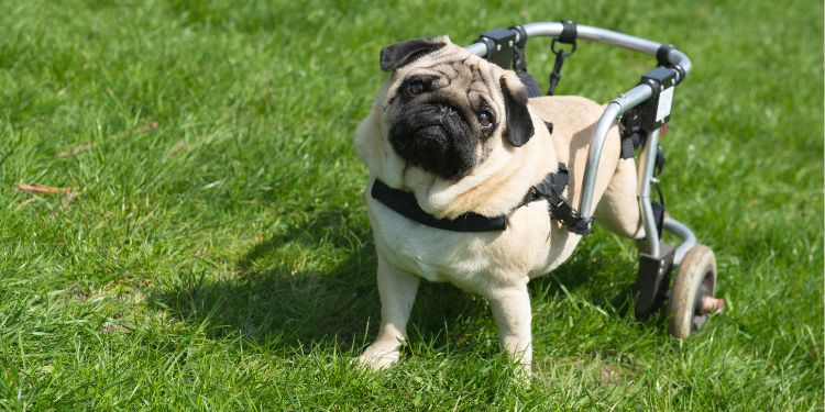 Picture of handicapped pug with a walker in a park