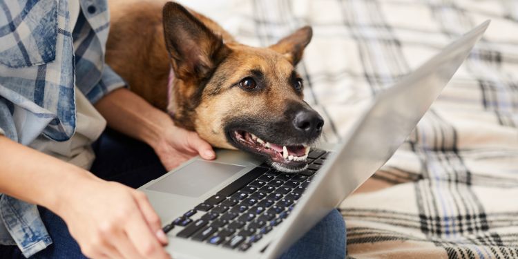 man typing on computer with dog next to him