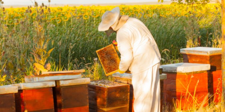 someone a job as a beekeeper outside