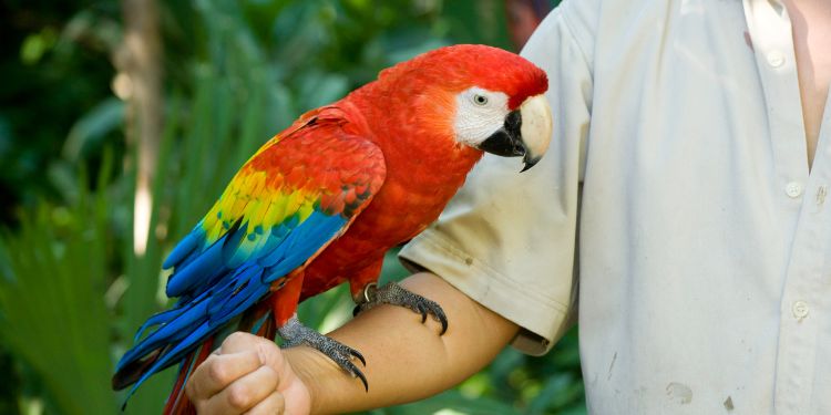 exotic animal trainer holding a parrot