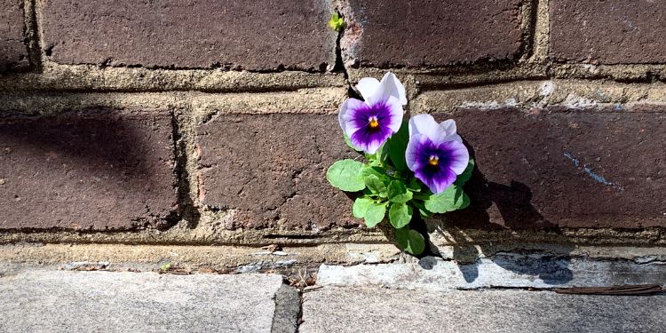 flower juxtaposed with concrete