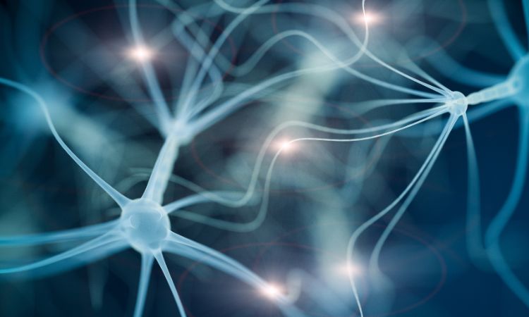 neuroplasticity concept of brain connections